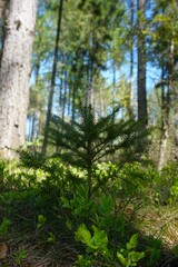 Zacieniony las z małym świerkiem rosnącym obok dużego drzewa. Kontrast wielkości podkreśla naturalny rozwój roślinności w gęstym, leśnym środowisku. © Adam