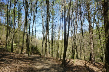 Gęsty las liściasty na górzystym terenie z wąską ścieżką MTB typu trail przebiegającą pomiędzy drzewami. Naturalny, wymagający krajobraz z wyraźnym ukształtowaniem terenu. © Adam