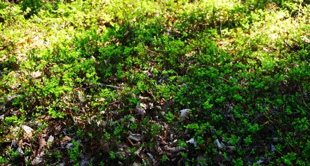 Zbliżenie na gęste krzaki borówki w runie sosnowego lasu. Liście oświetlone punktowo przez promienie słońca kontrastują z głębokim cieniem. © Adam