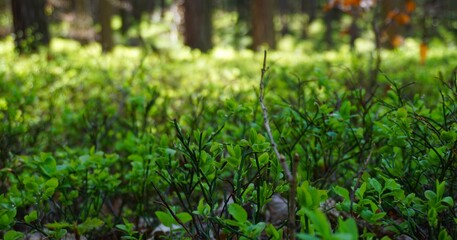 Zbliżenie na krzak borówki w cienistym lesie bez owoców. Widoczne liście i struktura rośliny wyrastającej wśród runa leśnego. © Adam