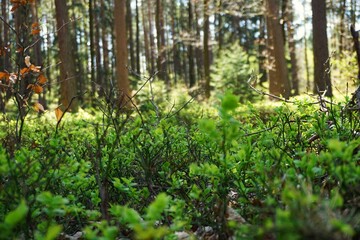 Krzak borówki w cienistym lesie, bez owoców, wyrastający wśród gęstego runa. W tle wysokie drzewa tworzą spokojny, naturalny leśny krajobraz.