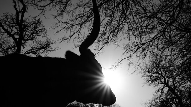 Texas longhorn cow silhouette with sunburst behind head in black and white.