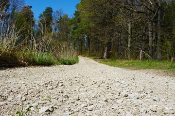 Kamienista droga prowadząca przez las, otoczona gęstymi drzewami po obu stronach. Naturalny krajobraz, spokojna atmosfera i dzika przyroda. © Adam