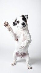 Obraz premium Adorable Jack Russell Terrier dog standing on hind legs, raising paw, isolated on white background.