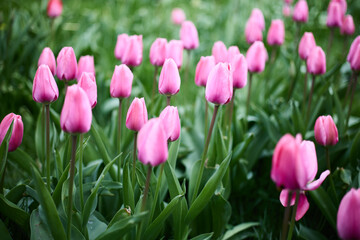 Fototapeta premium Cluster of Pink Tulips on Lawn Bright Spring Floral Composition