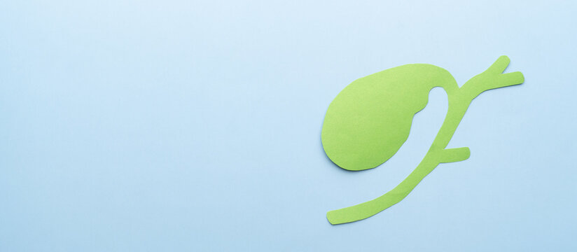 Gallbladder anatomy made from paper on blue background.