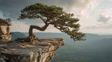 Fototapeta premium Rocky outcrop, bonsai pine, dramatic vista