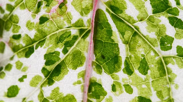 Cell Structure View of Variegation Leaf Surface Showing Plant Cells For Education. Leaf in Macro Shot Background. Bright Green Leaves of Plant or Tree With Texture and Pattern Close Up