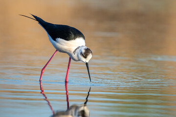 Obraz premium Black-winged stilt