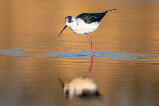 Black-winged stilt in reflection