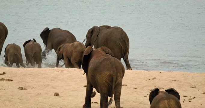 Multigenerational African elephant herd enters river water in Kruger National Park. Majestic wildlife safari footage capturing natural family group behavior and migration in South Africa