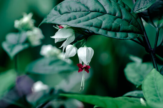White Bleeding Heart Vine Flower Hanging Under Green Tropical Leaf