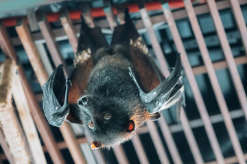Fototapeta premium Fruit bat hanging upside down, looking directly at the camera with large dark eyes in a nocturnal captive habitat