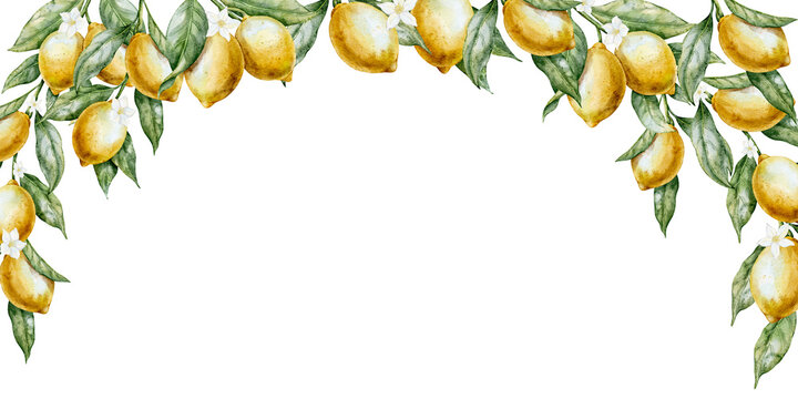 Watercolor lemon frame with Citrus fruits and leaves. illustration of branches for kitchen design, packaging, textile and summer branding. Frame for invitations, greetings or banners. Space for text.