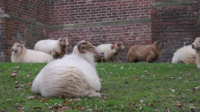 A flock of long-haired sheep and rams resting on a green lawn by an old red brick wall. Rural farm scene with domestic animals in a rustic outdoor setting. Traditional livestock farming.