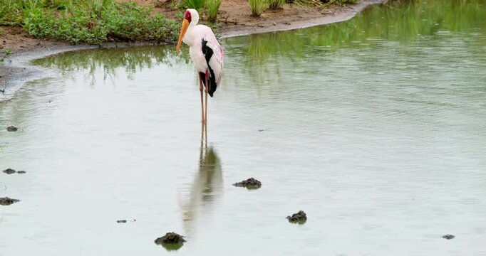 Yellow-billed stork stands motionless in river water during a summer rain shower in Kruger National Park. Authentic wildlife footage capturing bird behavior in wet weather conditions.