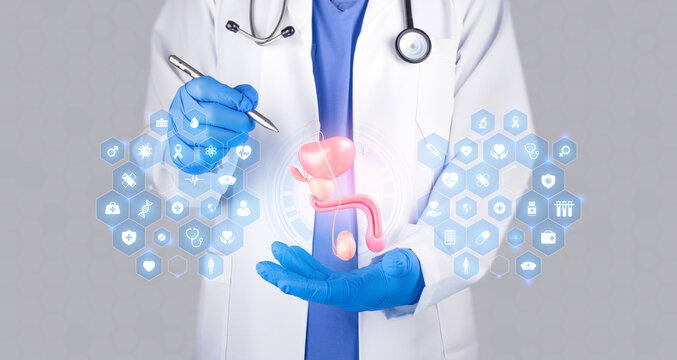 Doctor demonstrating the anatomy of the prostate gland. Professional screening with digital visualization, preventive men's health check-up, and monitoring in modern medicine.