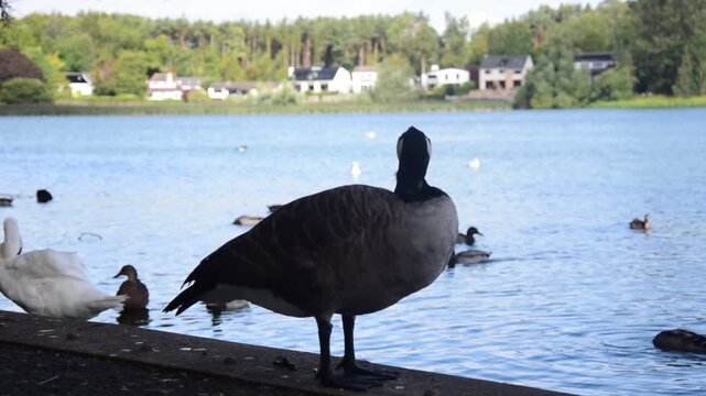 Close shot of a Canadian Goose preening itself at the side of a lake with other water birds and houses in the background on a well-lit summer day