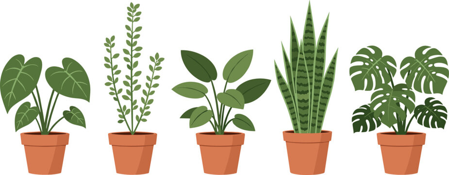 Flat Style Indoor Potted Plant Collection with Monstera, Snake Plant, Alocasia, and Tropical Leaves for Home Decor and Botanical Design Projects