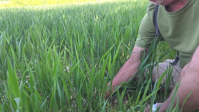 Main agriculteur ou technicien agricole tenant un jeune plant de bl&eacute; dans un champ agricole	