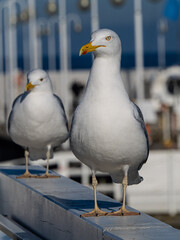 Fototapeta premium Two seagulls standing on a pier railing with blurred background