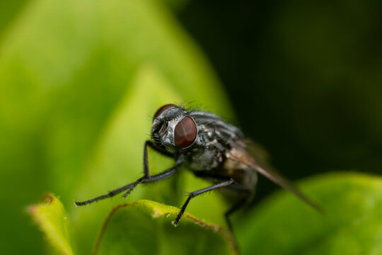 Extreme close up of a common housefly, Musca Domestica on a leaf showing eye detail.