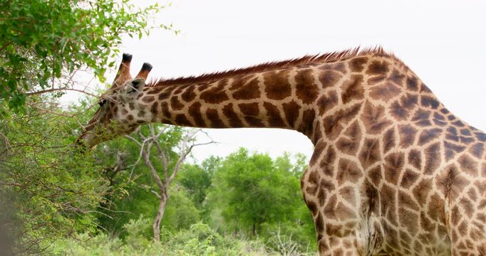 Medium shot of a large, beautiful giraffe browsing on lush green tree leaves in Kruger National Park. High-quality wildlife footage capturing the majestic herbivore feeding in the African bush