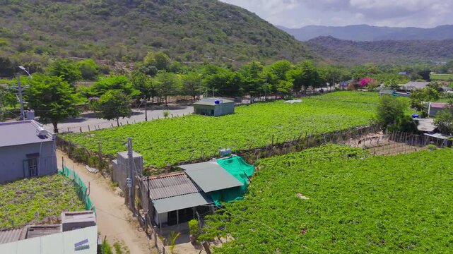Panoramic Aerial Drone Footage of Grape Vineyards Near Phan Rang Ninh Thuan Province Central Vietnam Southeast Asia