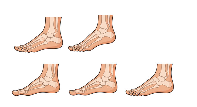 Detailed medical illustration showing the internal bone structure of the human foot from various perspectives for anatomical study and education.