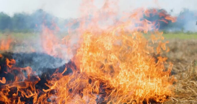 Rice straw burning after harvest with dense smoke and haze covering fields, highlighting air pollution, environmental impact