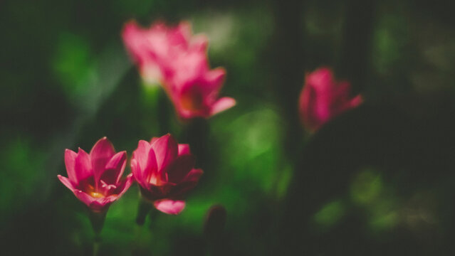Delicate Pink Rain Lilies Blooming in Garden Nature