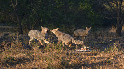 two foxes fighting over food, sunset © Malena