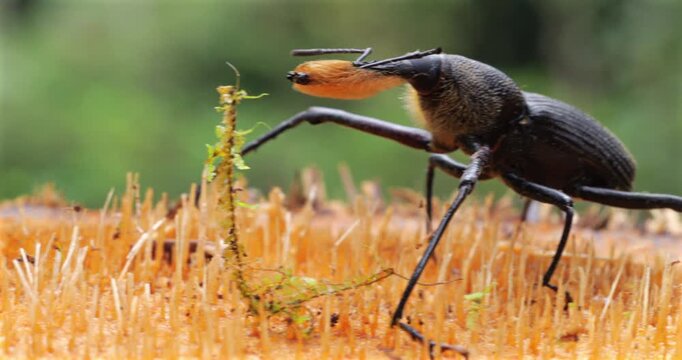 South American palm weevil (Rhynchophorus palmarum).  The larvae of this large beetle are edible and consumed by native Amazonian populations. They are a pest of cultivated palms. Ecuador