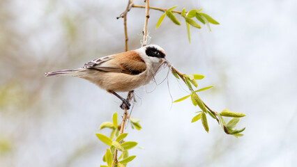 blue tit on a branch © lazalnik