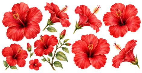 A vibrant watercolor collection of red hibiscus flowers featuring tropical blossoms leafy stems and delicate flower buds illustrated in a natural botanical style. © liana