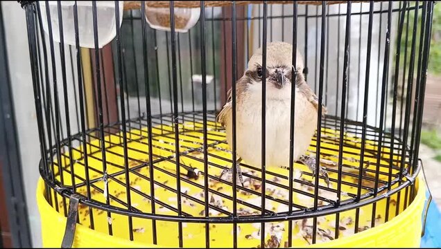 Video of birds in cages.
