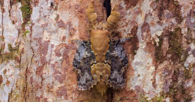 A very well camouflaged  moth at rest on a tree trunk in the rainforest, Orellana province, Ecuador