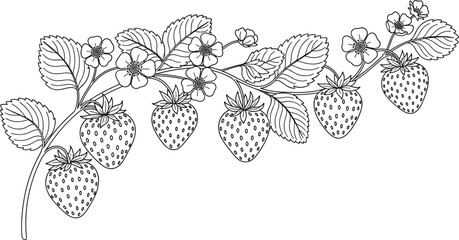 Black and White Line Art Illustration of Strawberry Plant with Berries, Leaves, and Flowers for Botanical, Nature, and Food Design Projects © MdGohurul