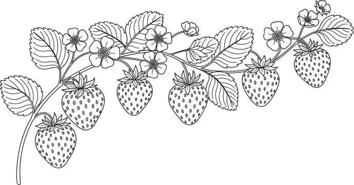 Black and White Line Art Illustration of Strawberry Plant with Berries, Leaves, and Flowers for Botanical, Nature, and Food Design Projects