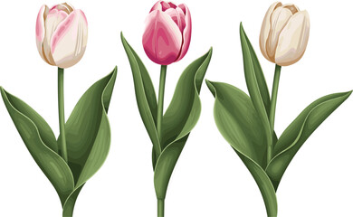 Obraz premium Illustration of Pink and White Tulip Flowers in Different Stages of Bloom for Spring, Botanical, and Floral Design Projects