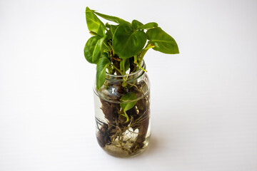 Fresh green heartleaf philodendron or money plant propagating in a clear water bottle. Perfect for interior design blogs, botanical studies, and eco-friendly office environment visuals. © Sahadat