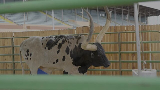 This video shows a watusi long horn steer behind bullpen.