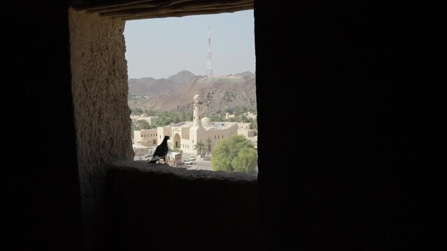 Slow Motion Pigeon on Mud-Brick Windowsill, Cinematic Detail of Life at Bahla Fort in Oman