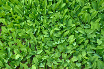 Fototapeta premium Closeup of many thick-set lilies of the valley.