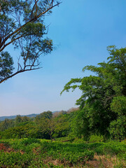 Fototapeta premium trees and sky