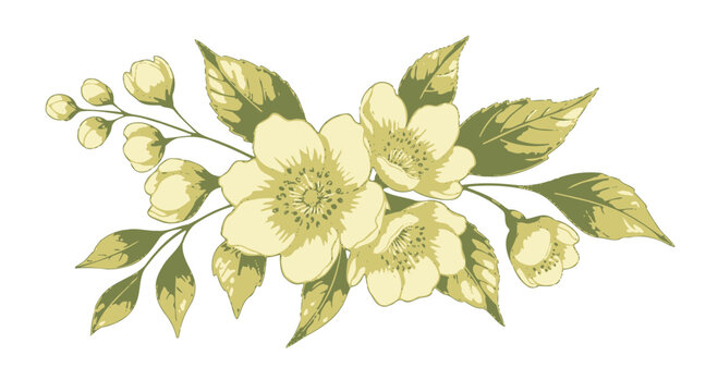 Delicate pale yellow jasmine flowers and buds with green leaves on black background floral bloom