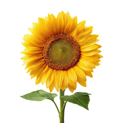 Obraz premium Single Sunflower in Full Bloom Against a Deep white background with Green Stem and Leaves