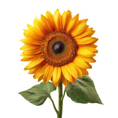 Obraz premium Single Sunflower Bloom Against Dark Backdrop with Green Leaves and Stem