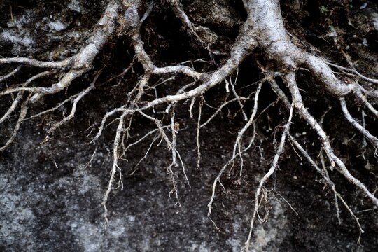 Close Up Tree Roots Exposed Soil Dark Earth Fibrous Structure Underground Root System Nature Detail