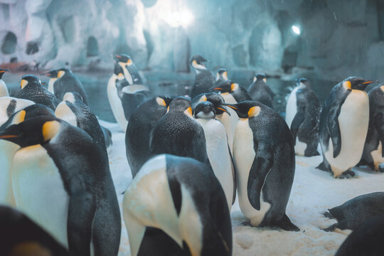 A colony of King Penguins huddling together on snow inside a polar exhibit. This image showcases social interaction and wildlife conservation, ideal for educational and environmental storytelling.